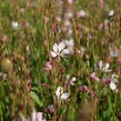 Svíčkovec 'Gambit Rose Bicolor' - Gaura lindheimeri 'Gambit Rose Bicolor'