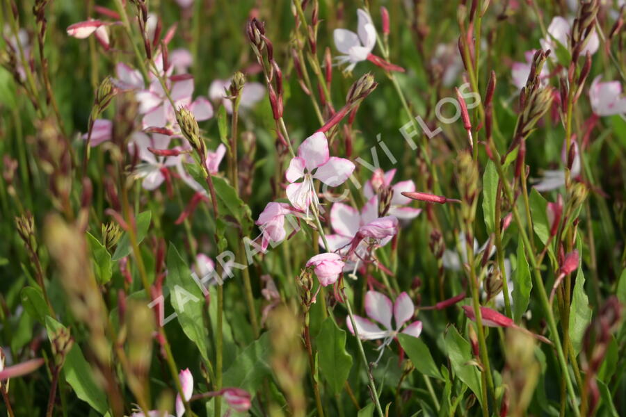 Svíčkovec 'Gambit Rose Bicolor' - Gaura lindheimeri 'Gambit Rose Bicolor'