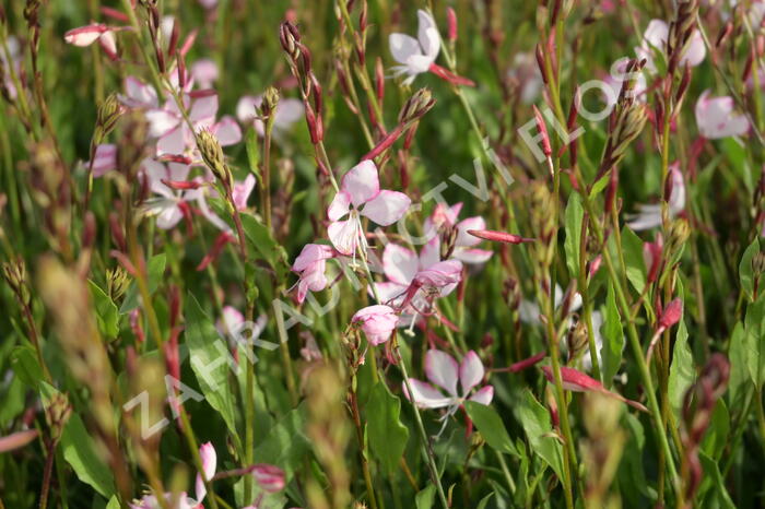 Svíčkovec 'Gambit Rose Bicolor' - Gaura lindheimeri 'Gambit Rose Bicolor'