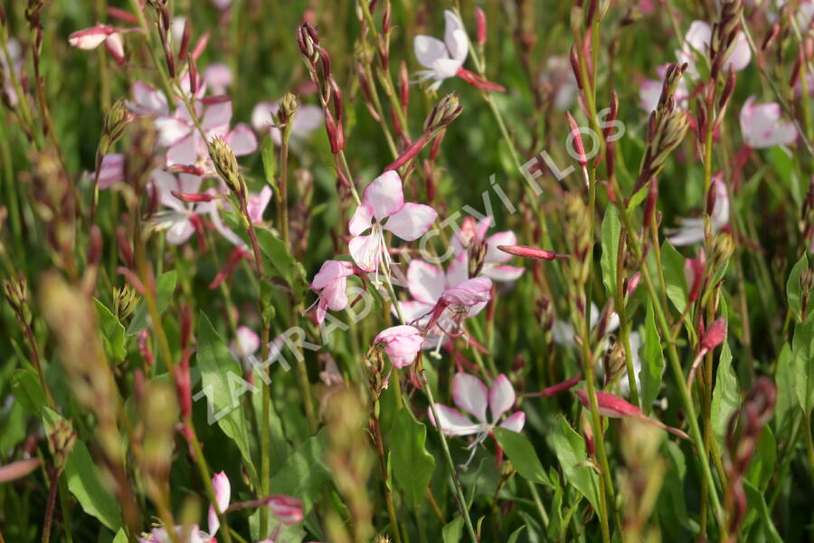 Svíčkovec 'Gambit Rose Bicolor' - Gaura lindheimeri 'Gambit Rose Bicolor'