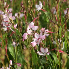 Svíčkovec 'Gambit Rose Bicolor' - Gaura lindheimeri 'Gambit Rose Bicolor'