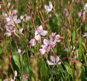 Svíčkovec 'Gambit Rose Bicolor' - Gaura lindheimeri 'Gambit Rose Bicolor'