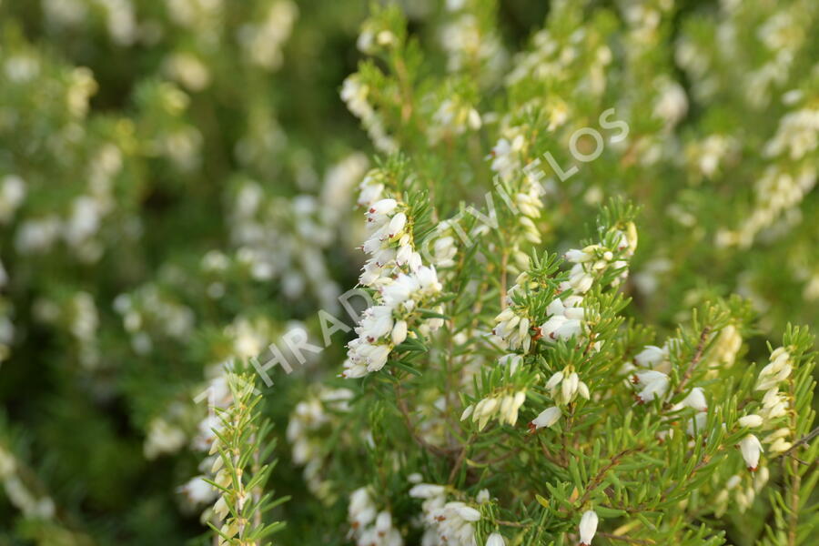 Vřesovec darlejský 'White Perfection' - Erica darleyensis 'White Perfection'