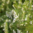 Vřesovec darlejský 'White Perfection' - Erica darleyensis 'White Perfection'