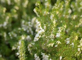 Vřesovec darlejský 'White Perfection' - Erica darleyensis 'White Perfection'