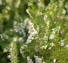 Vřesovec darlejský 'White Perfection' - Erica darleyensis 'White Perfection'