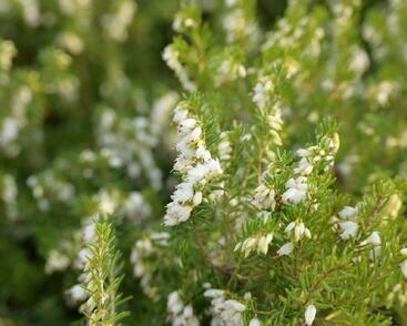 Vřesovec darlejský 'White Perfection'