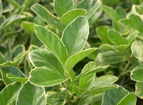 Brslen japonský 'Albomarginatus' - Euonymus japonicus 'Albomarginatus'