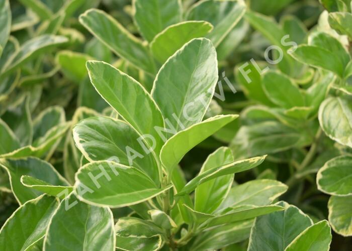 Brslen japonský 'Albomarginatus' - Euonymus japonicus 'Albomarginatus'