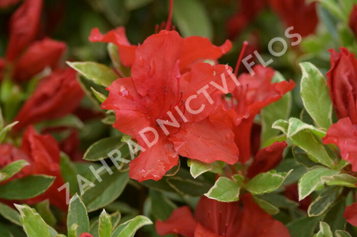 Azalka japonská 'Hot Shot Variegata' - Azalea japonica 'Hot Shot Variegata'
