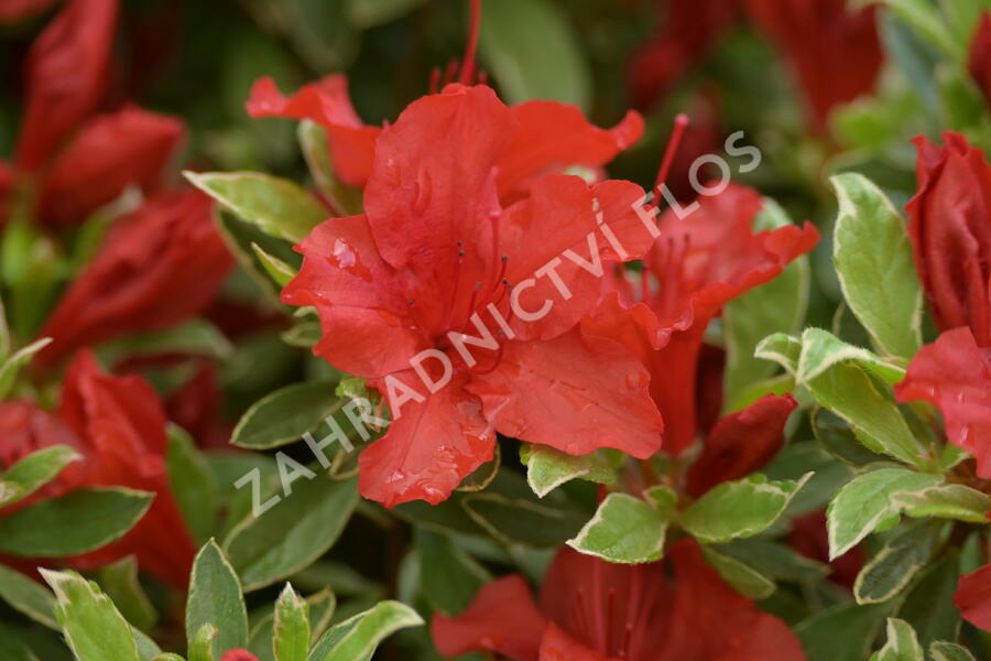 Azalka japonská 'Hot Shot Variegata' - Azalea japonica 'Hot Shot Variegata'