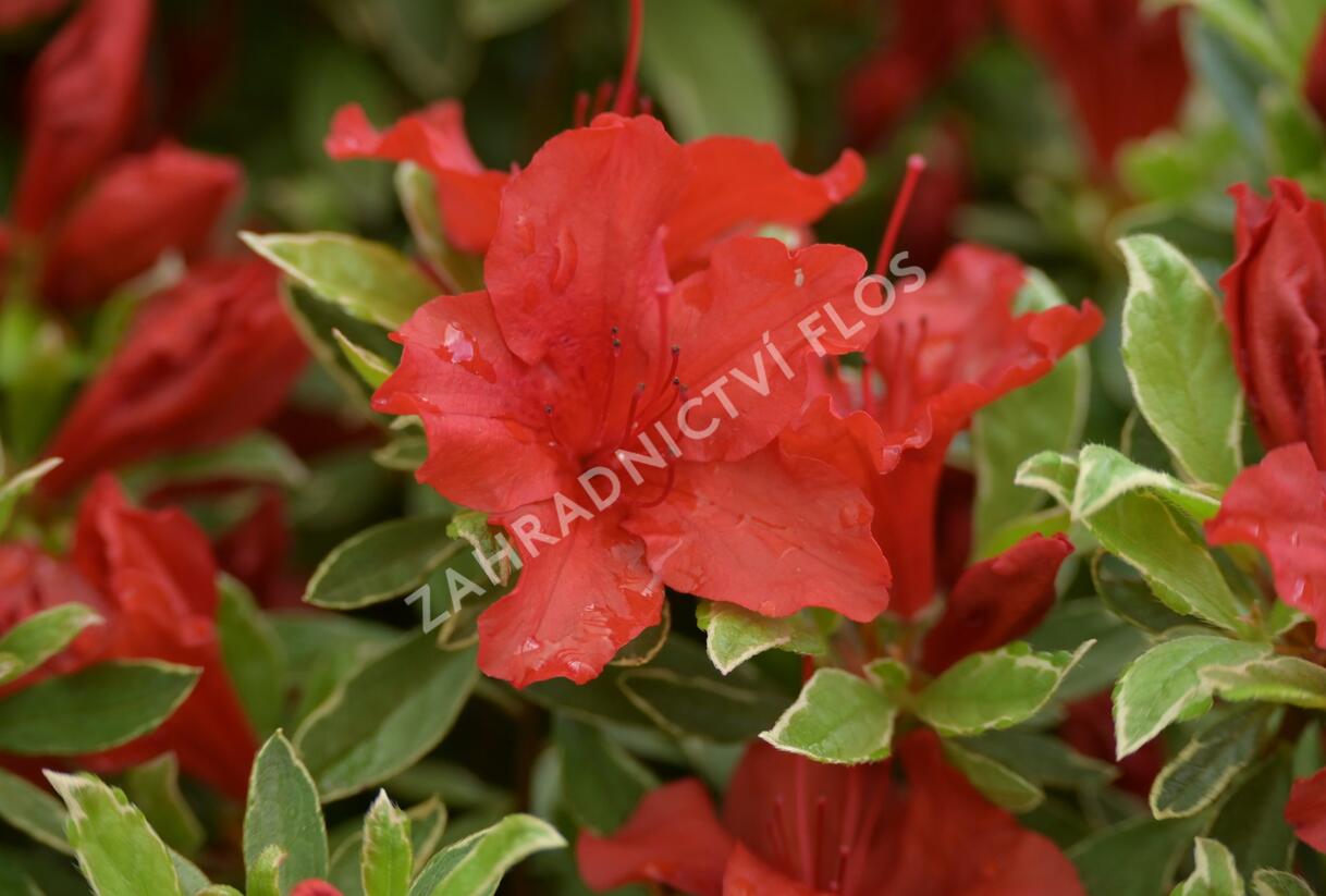 Azalka japonská 'Hot Shot Variegata' - Azalea japonica 'Hot Shot Variegata'