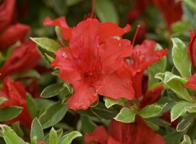 Azalka japonská 'Hot Shot Variegata' - Azalea japonica 'Hot Shot Variegata'