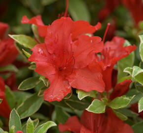 Azalka japonská 'Hot Shot Variegata' - Azalea japonica 'Hot Shot Variegata'