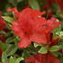 azalka-japonska-hot-shot-variegata.jpg
