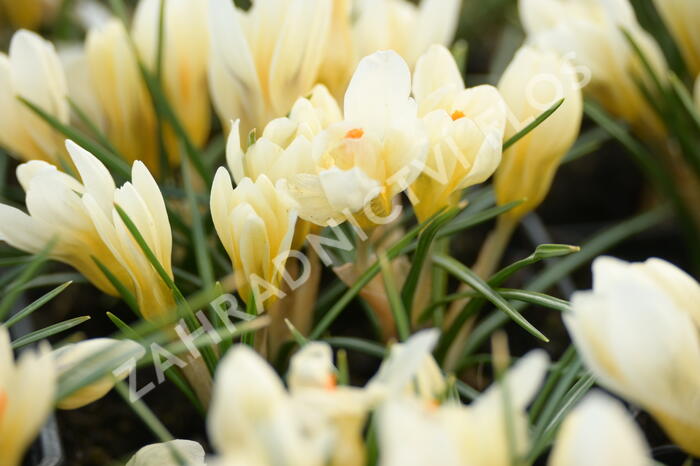 Krokus, šafrán zlatý 'Cream Beauty' - Crocus chrysanthus 'Cream Beauty'