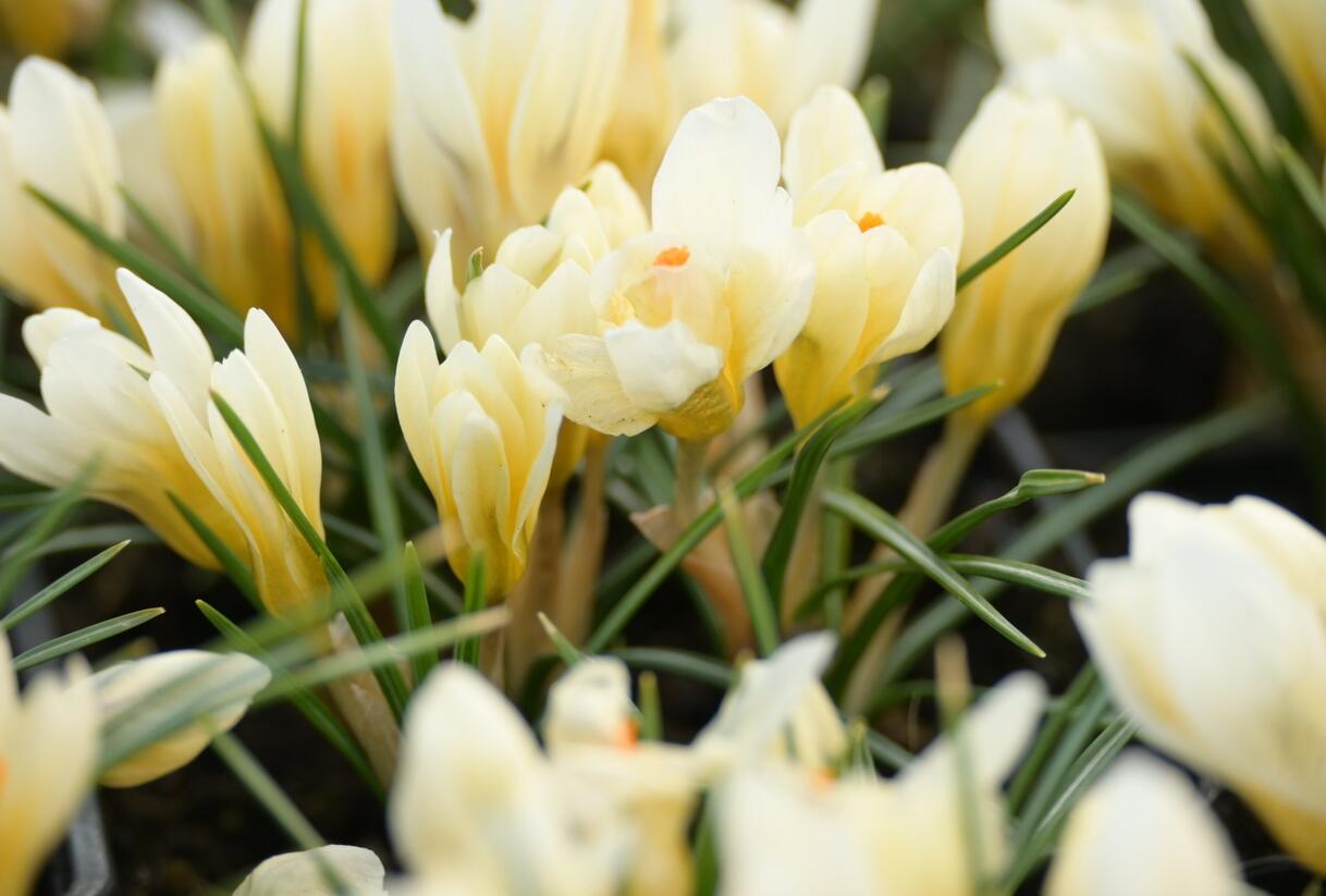 Krokus, šafrán zlatý 'Cream Beauty' - Crocus chrysanthus 'Cream Beauty'