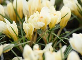 Krokus, šafrán zlatý 'Cream Beauty' - Crocus chrysanthus 'Cream Beauty'