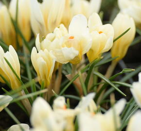 Krokus, šafrán zlatý 'Cream Beauty' - Crocus chrysanthus 'Cream Beauty'