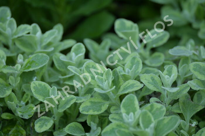 Smil 'Variegata' - Helichrysum petiolare 'Variegata'