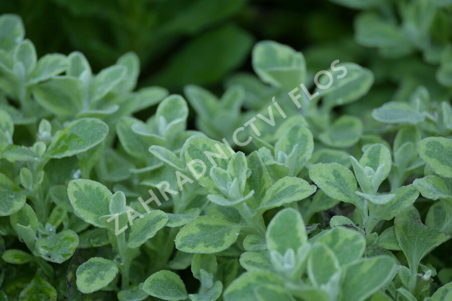 Smil 'Variegata' - Helichrysum petiolare 'Variegata'