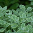 Smil 'Variegata' - Helichrysum petiolare 'Variegata'