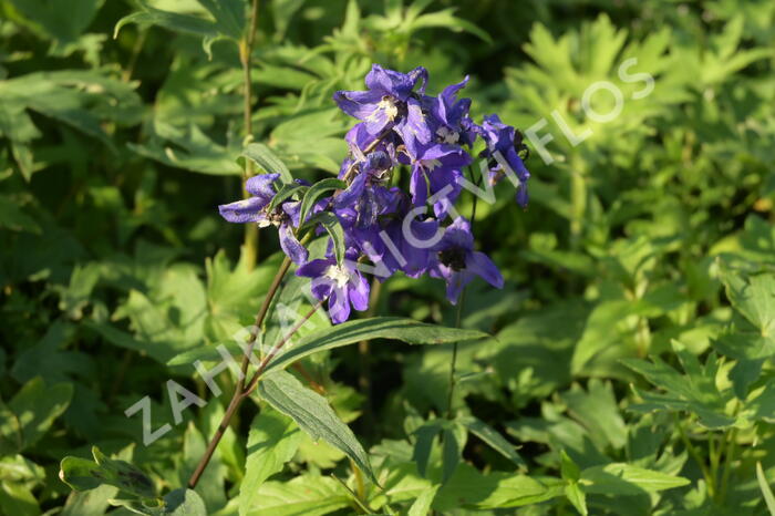 Ostrožka vyvýšená 'Blue' - Delphinium elatum 'Blue'