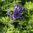 Ostrožka vyvýšená 'Blue' - Delphinium elatum 'Blue'