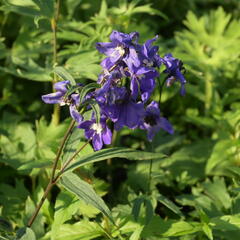 Ostrožka vyvýšená 'Blue' - Delphinium elatum 'Blue'