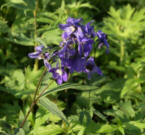 Ostrožka vyvýšená 'Blue' - Delphinium elatum 'Blue'