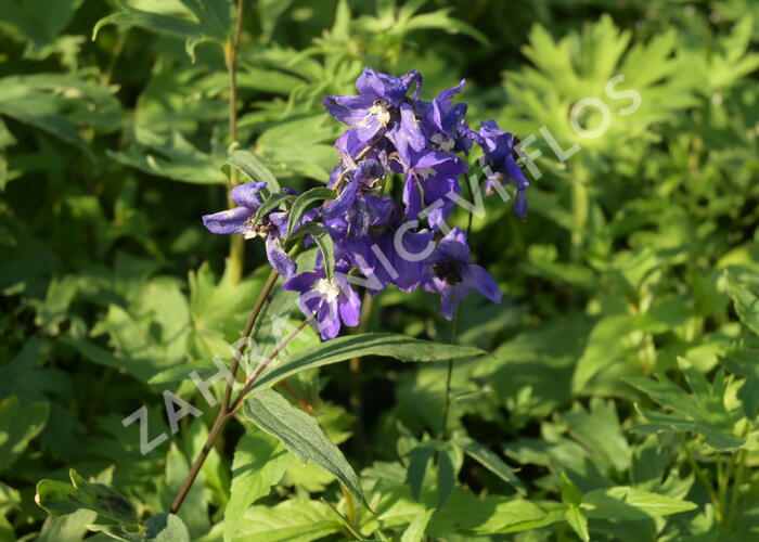 Ostrožka vyvýšená 'Blue' - Delphinium elatum 'Blue'