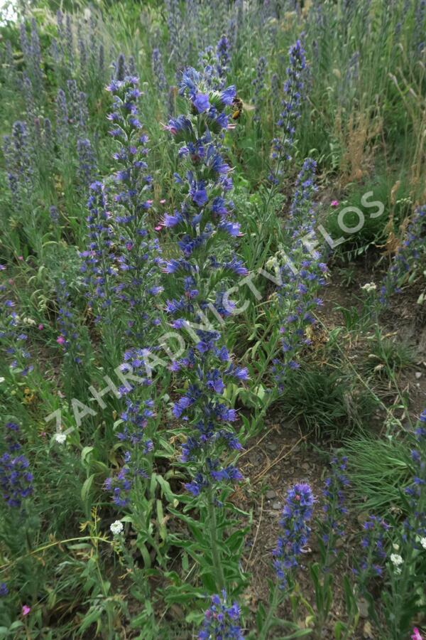 Hadinec obecný - Echium vulgare