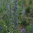 Hadinec obecný - Echium vulgare