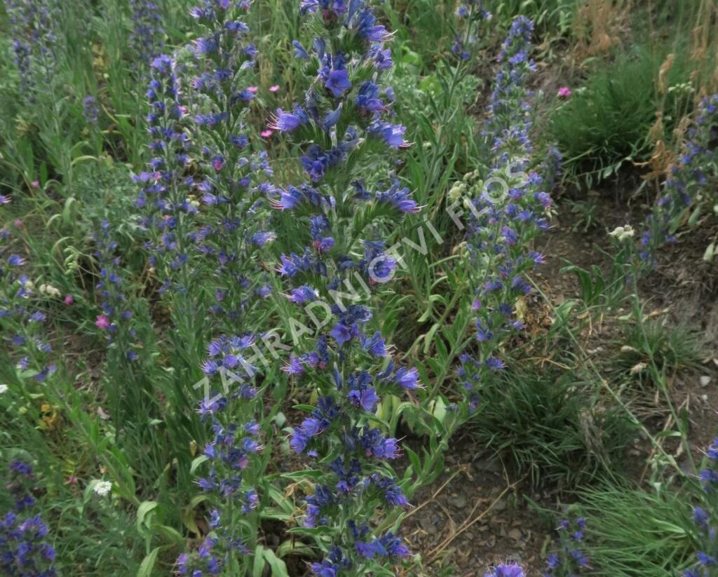 Hadinec obecný - Echium vulgare