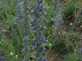 Hadinec obecný - Echium vulgare