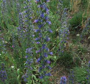 Hadinec obecný - Echium vulgare