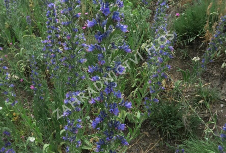 Hadinec obecný - Echium vulgare