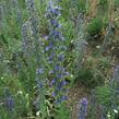 Hadinec obecný - Echium vulgare