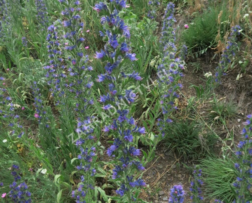 Hadinec obecný - Echium vulgare
