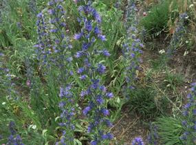 Hadinec obecný - Echium vulgare