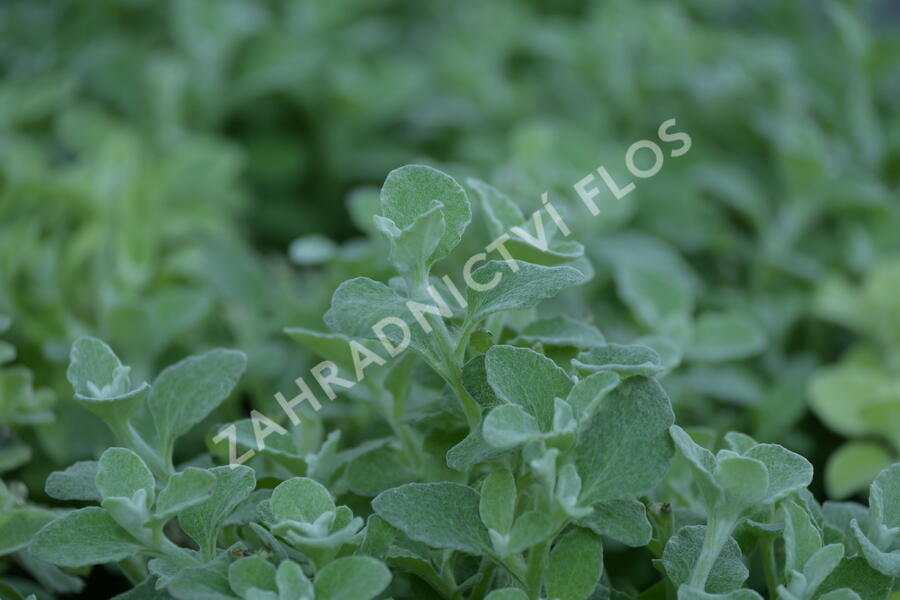 Smil 'Silver Super Compact' - Helichrysum petiolare 'Silver Super Compact'