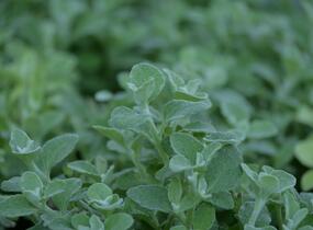 Smil 'Silver Super Compact' - Helichrysum petiolare 'Silver Super Compact'