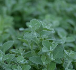 Smil 'Silver Super Compact' - Helichrysum petiolare 'Silver Super Compact'