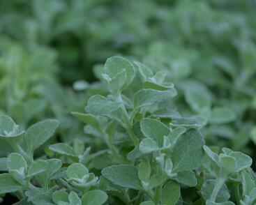 Smil 'Silver Super Compact'