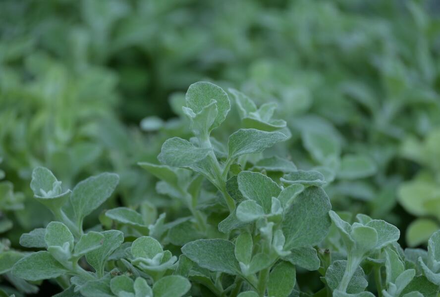 Smil 'Silver Super Compact' - Helichrysum petiolare 'Silver Super Compact'