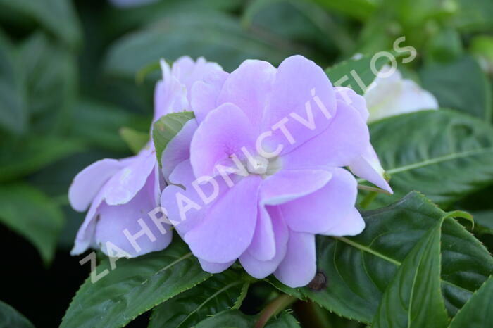 Netýkavka 'Wild Romance Lavender' - Impatiens Neu Guinea 'Wild Romance Lavender'