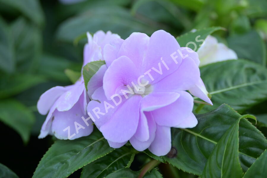 Netýkavka 'Wild Romance Lavender' - Impatiens Neu Guinea 'Wild Romance Lavender'