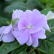 Netýkavka 'Wild Romance Lavender' - Impatiens Neu Guinea 'Wild Romance Lavender'