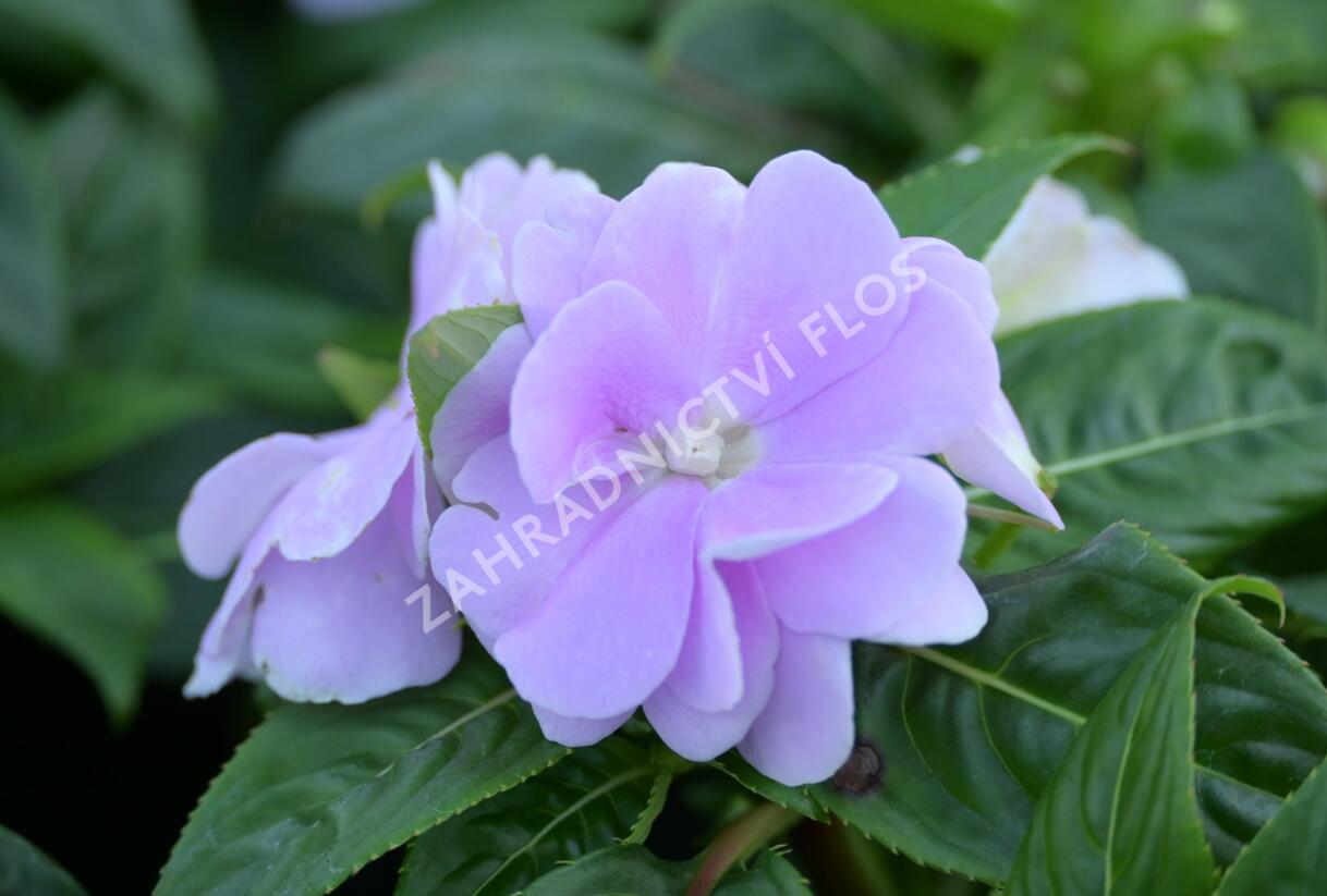 Netýkavka, balzamína 'Wild Romance Lavender' - Impatiens Neu Guinea 'Wild Romance Lavender'