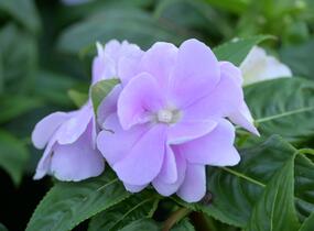 Netýkavka, balzamína 'Wild Romance Lavender' - Impatiens Neu Guinea 'Wild Romance Lavender'